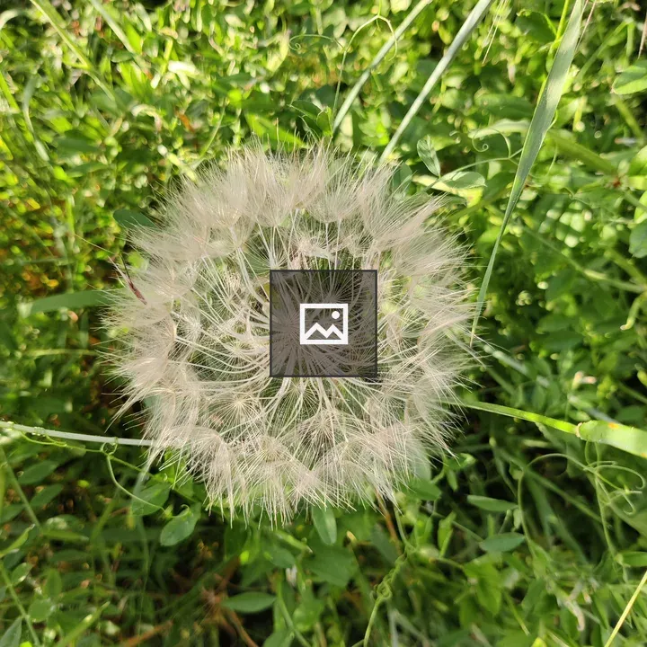 Dandelion in Green Grass
