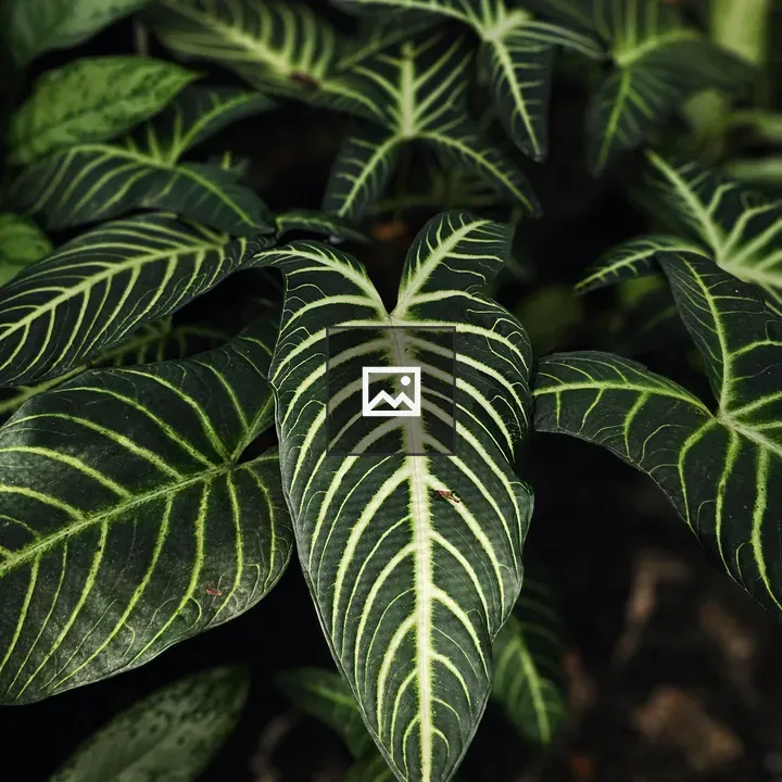 Plant with dark leaves and white veins
