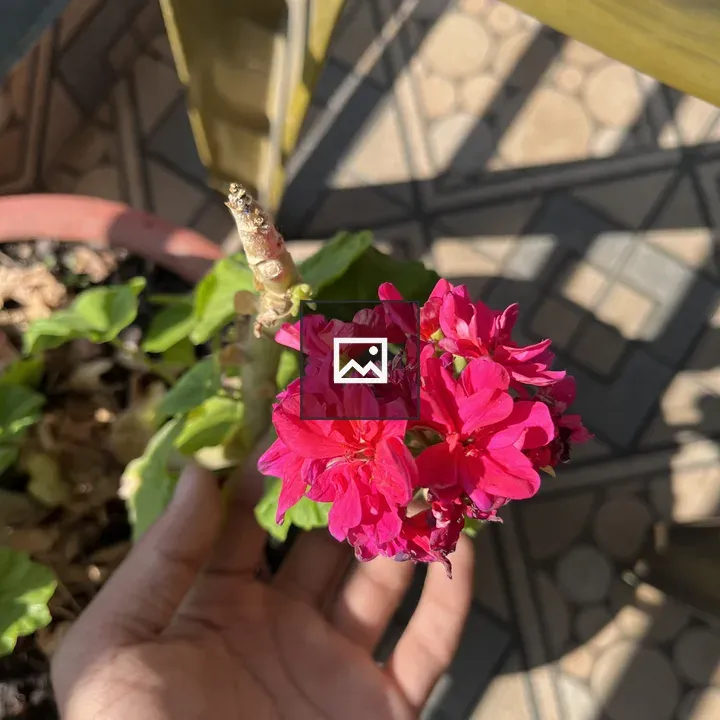 Pink Flower Cluster in Hand