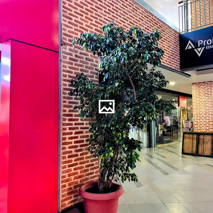 Leafy potted plant in interior