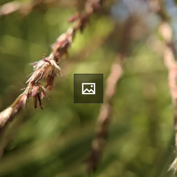 Grass seed beard