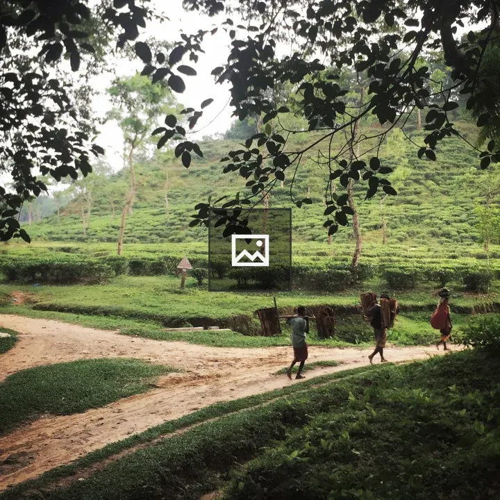 Winding path through tea plantation