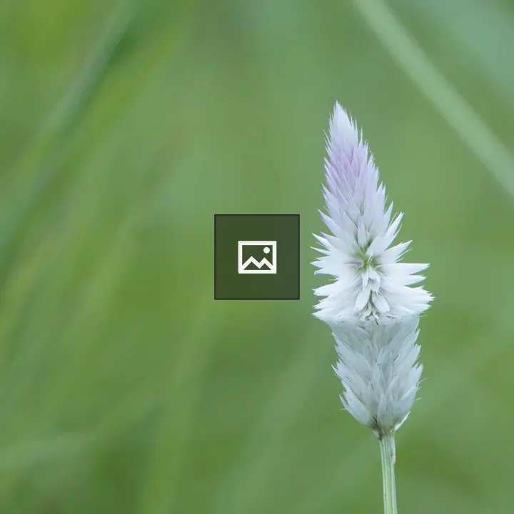 Wildflower spike close-up