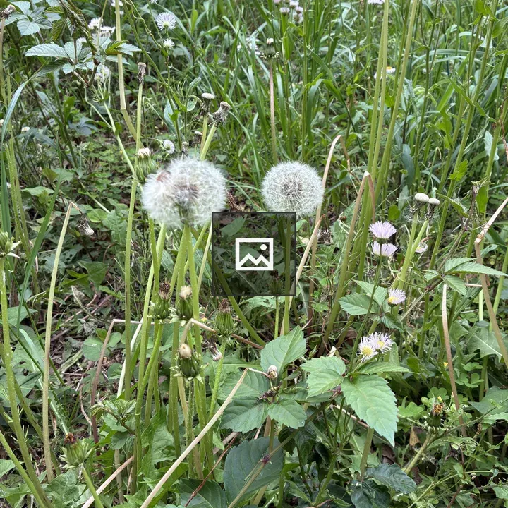 Dandelions in Green Meadow