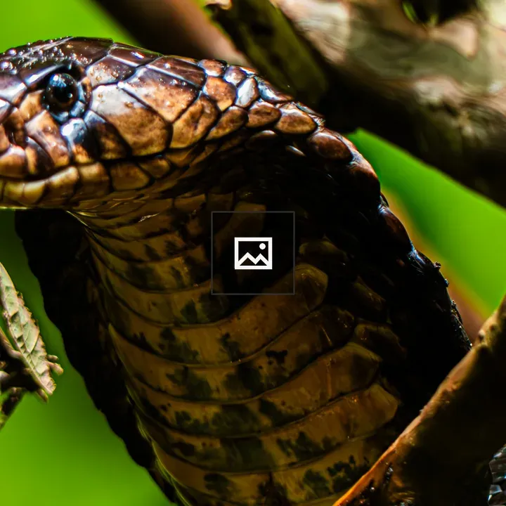 Ugandan Forest Cobra Close-up