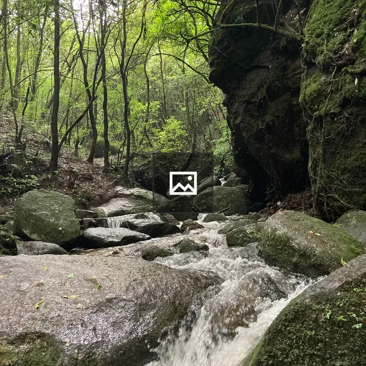 Serene forest stream with mossy rocks