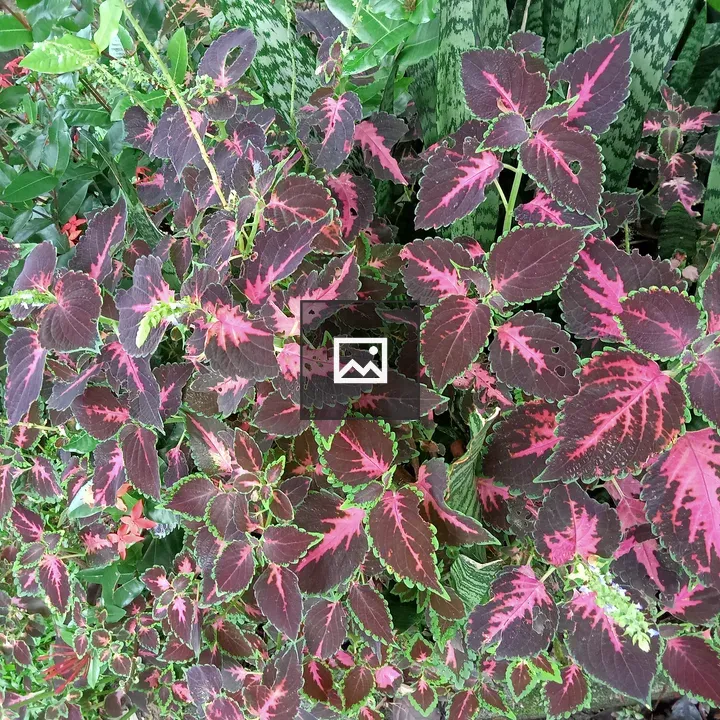 Coleus Plants with Purple and Pink Foliage