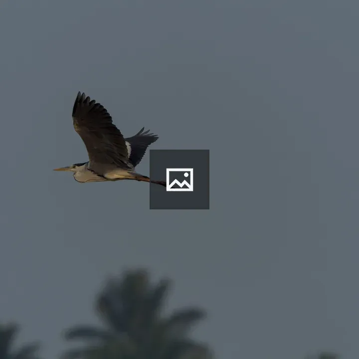 Grey Heron in Flight