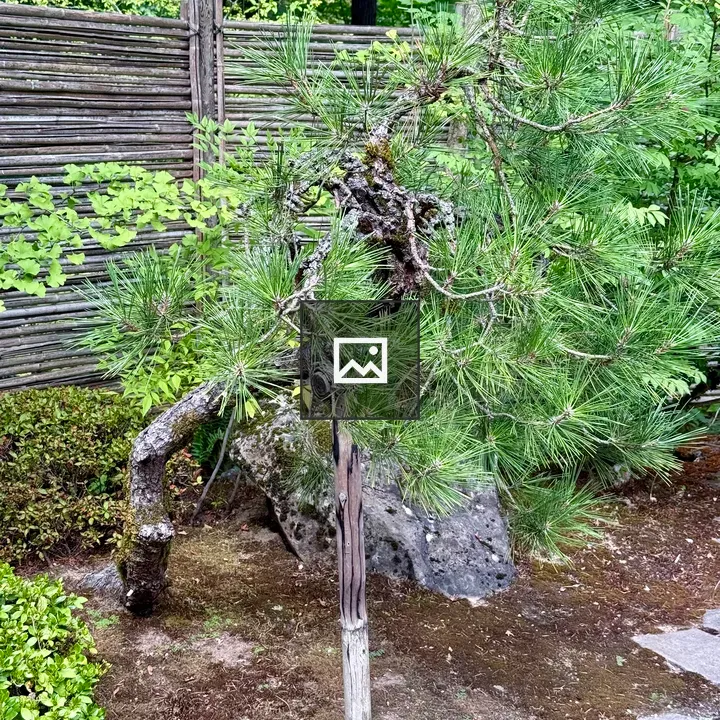 Pine Tree by Bamboo Fence