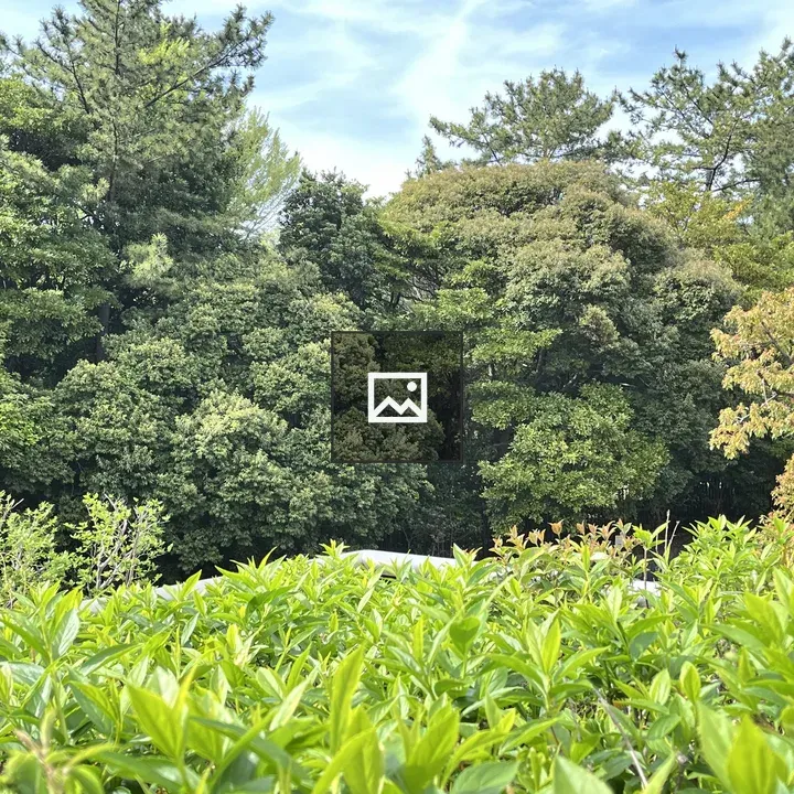 Lush greenery under a bright sky
