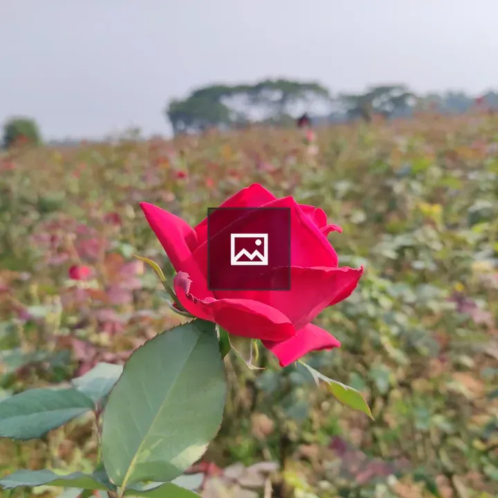 Rose Garden