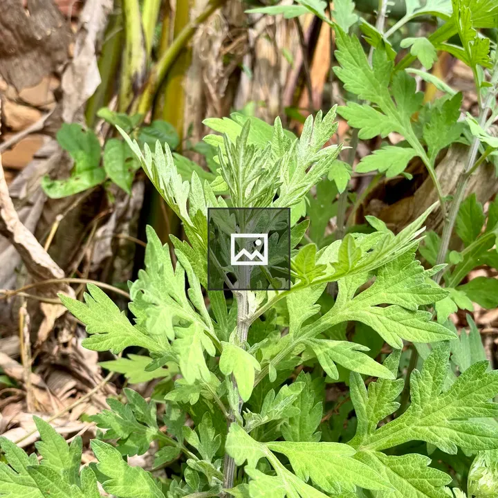 Plant with green leaves and brown stems