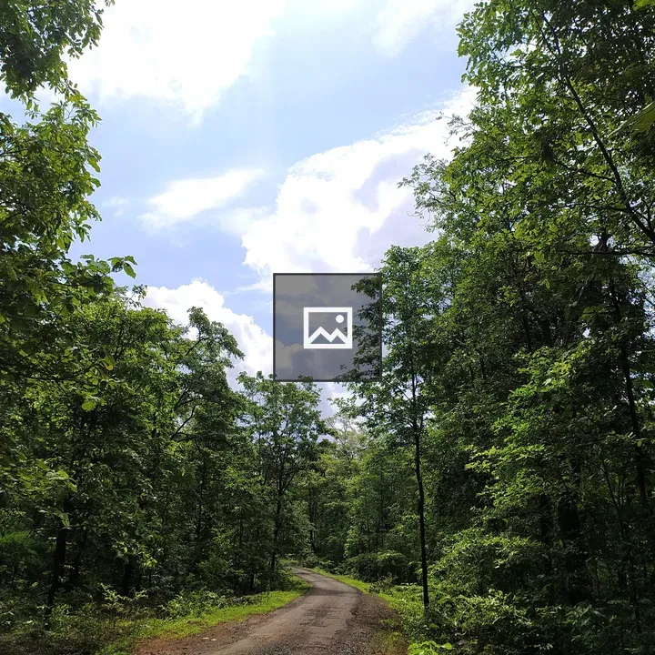 Forest Path Through Greenery