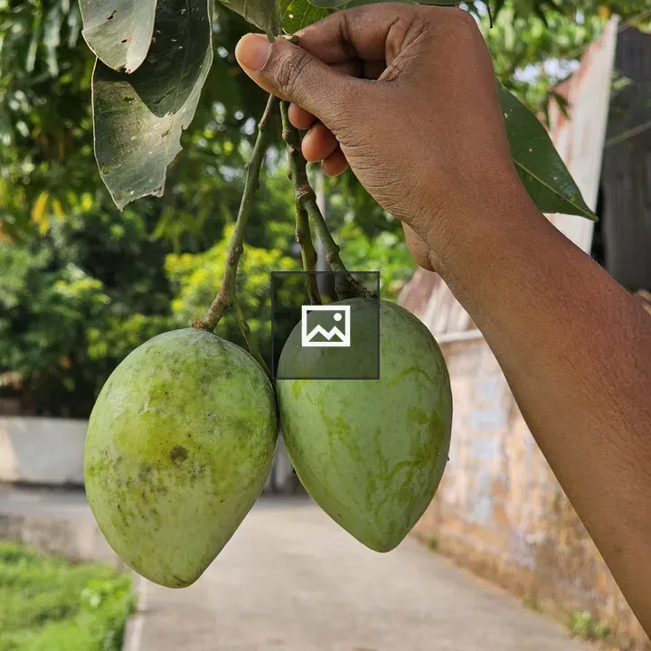 Hand with two unripe mangoes