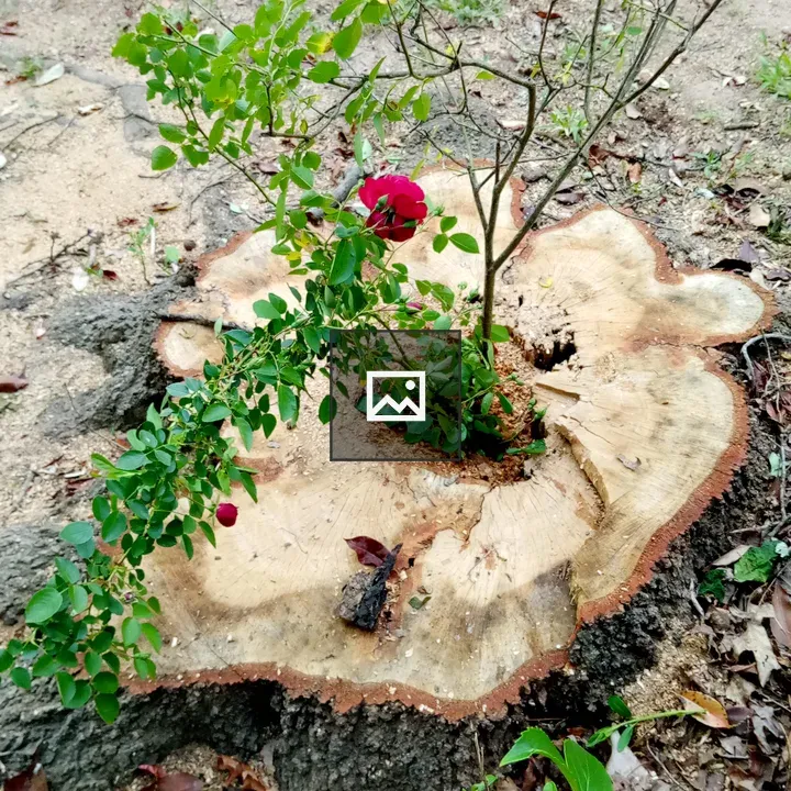 Rose on Tree Stump