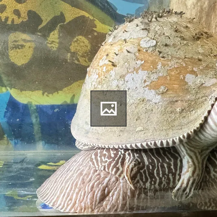 Marine snail in aquarium