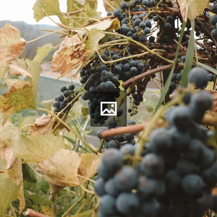 Grapes on a Vine