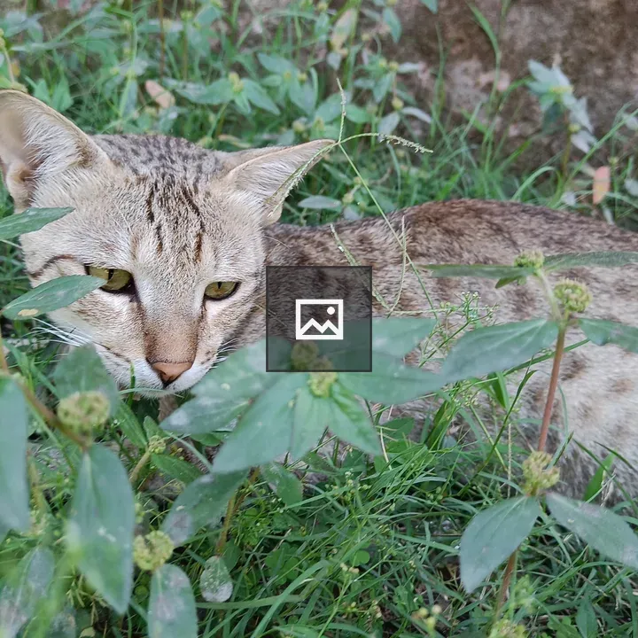 Cat Lounging in Grass