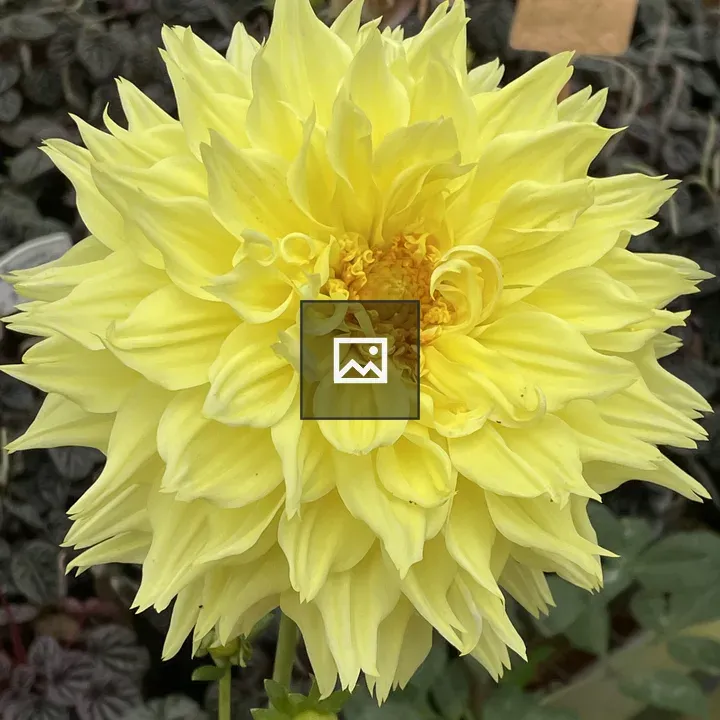 Dahlia Flowers
