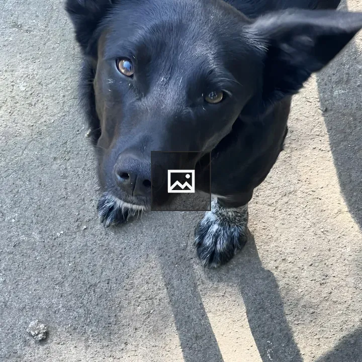 Close-up of a Black Dog