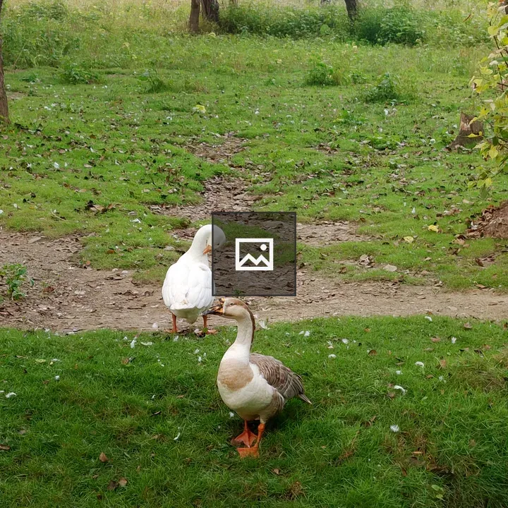 Two Ducks on Grass