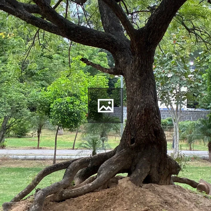 Tree on a mound in Jaipur Central Park