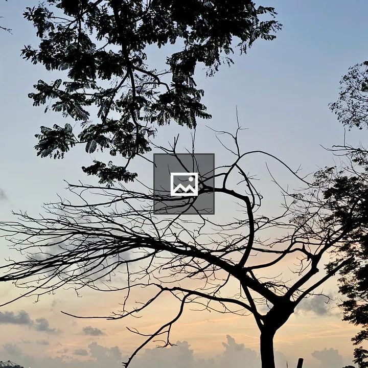 Dry tree silhouette at sunset
