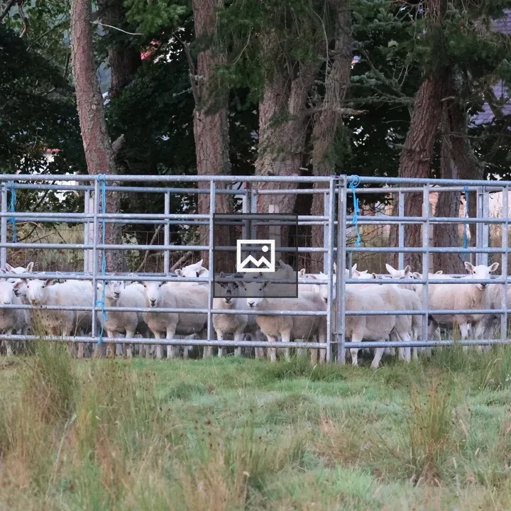 Sheep in a metal Pen by Grass Field