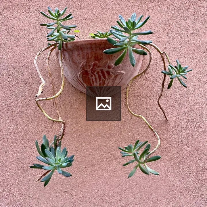 Cactus on a Wall