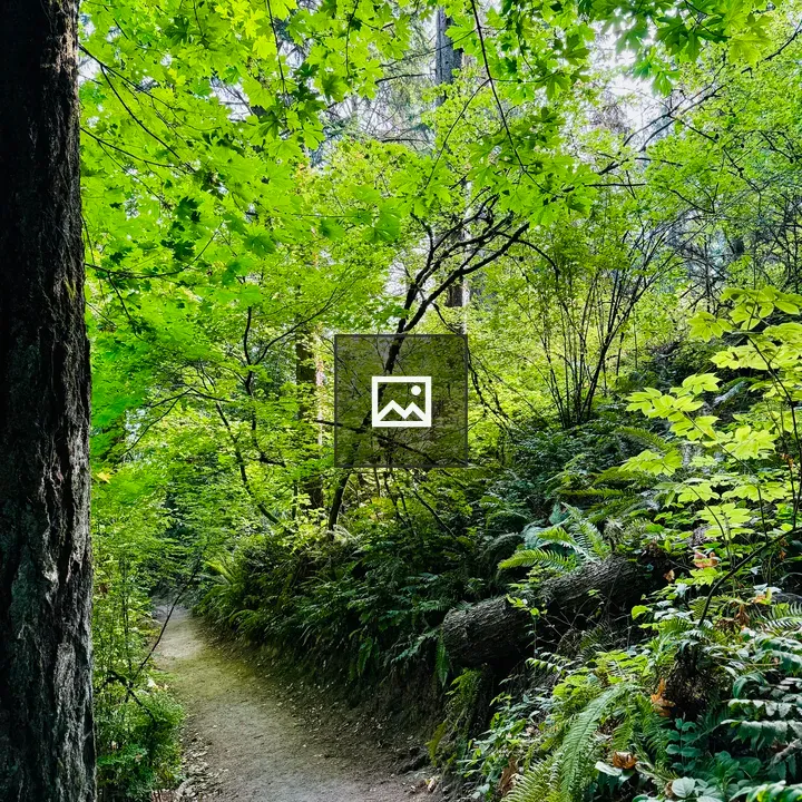 Winding dirt path through trees