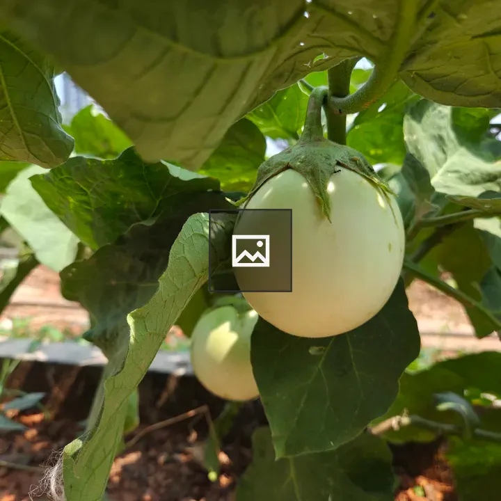 Greenish-white Eggplant Close-up