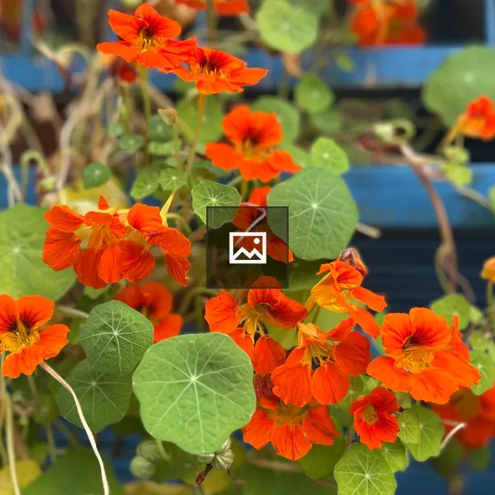 Blooming Flowers and Green Leaves