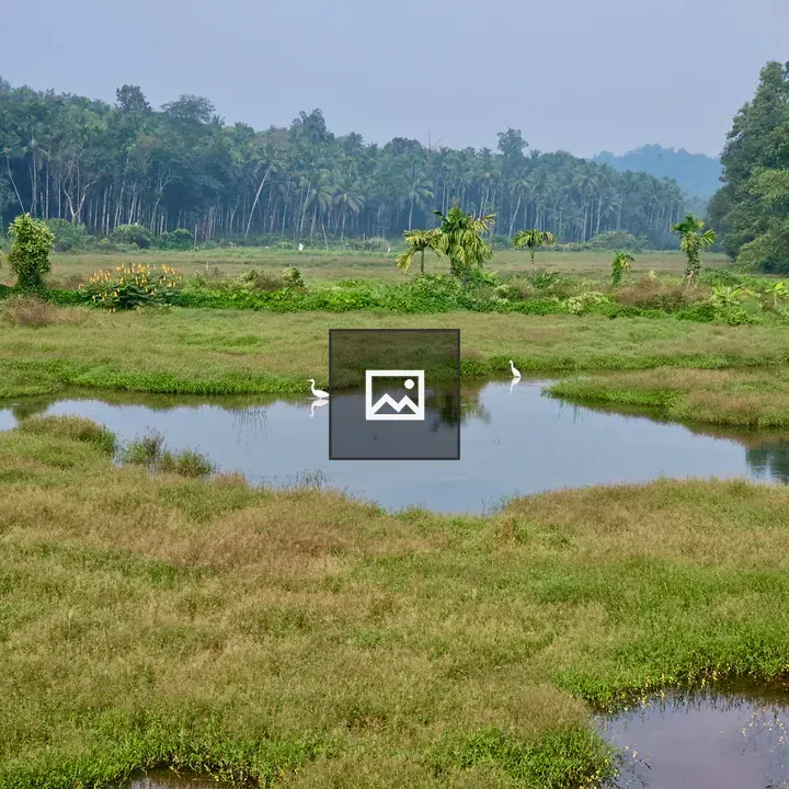 Egret in Quiet Wetland