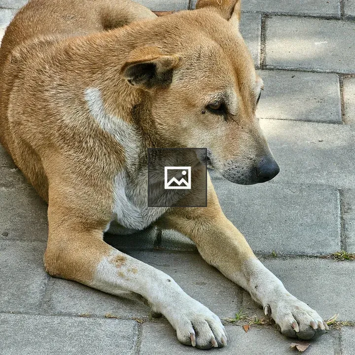 Street dog resting on footpath