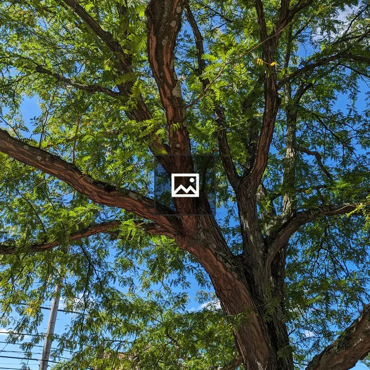 Sun and sky through a large tree