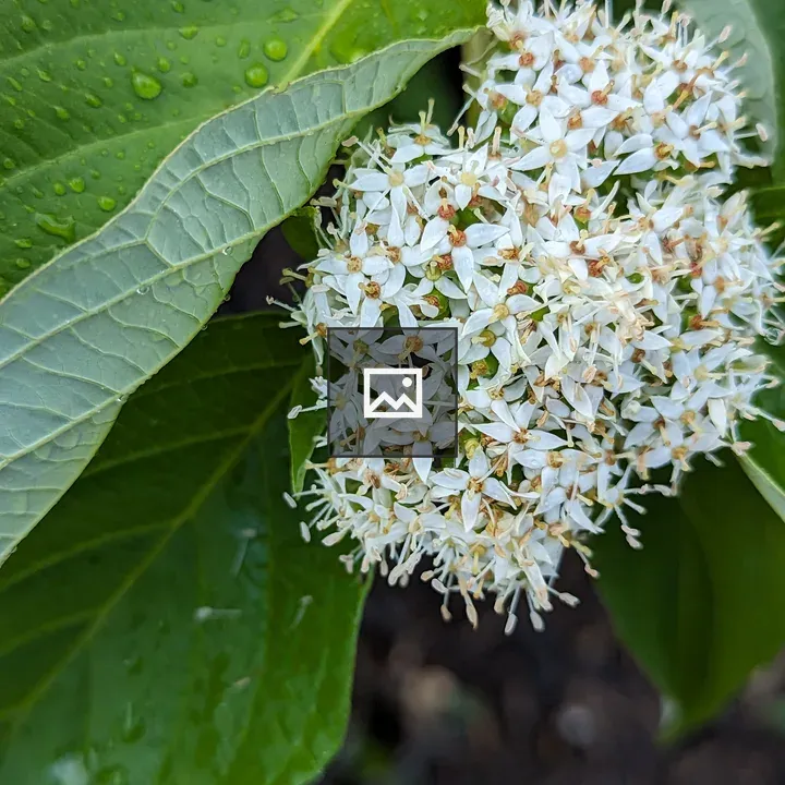Bundle of tiny white flowers