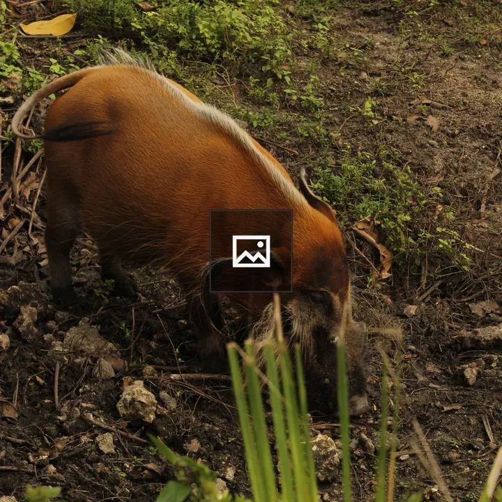 Warthog at Zoo Miami