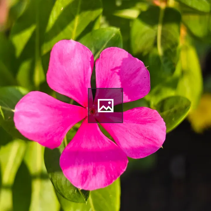 Bright pink flower with leaves