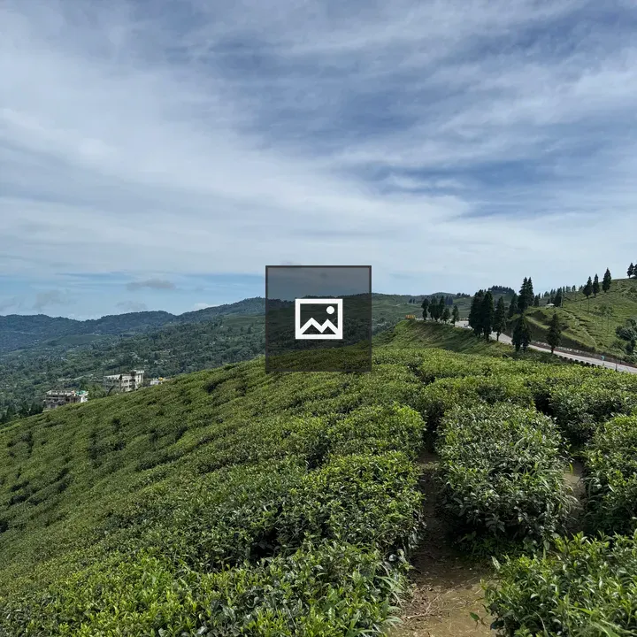 Tea gardens of Nepal