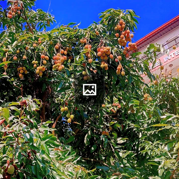 Lychee Tree with Blue Sky