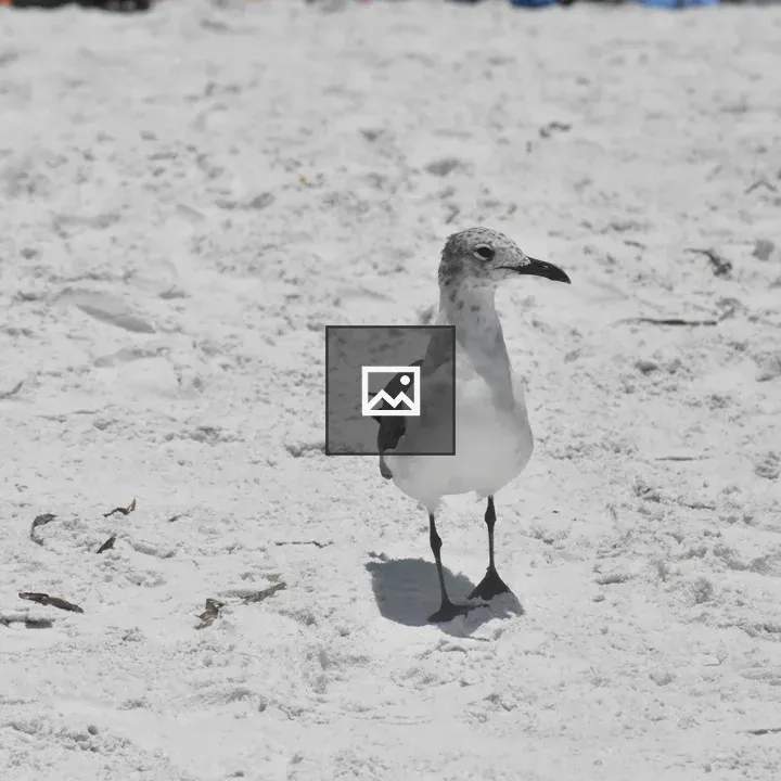 Young seagull on the beach