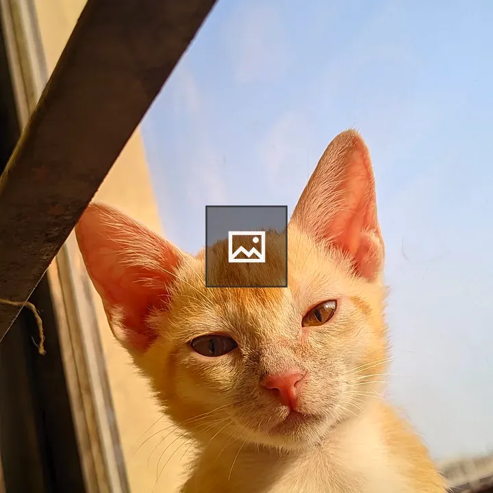 Kitten by the Window