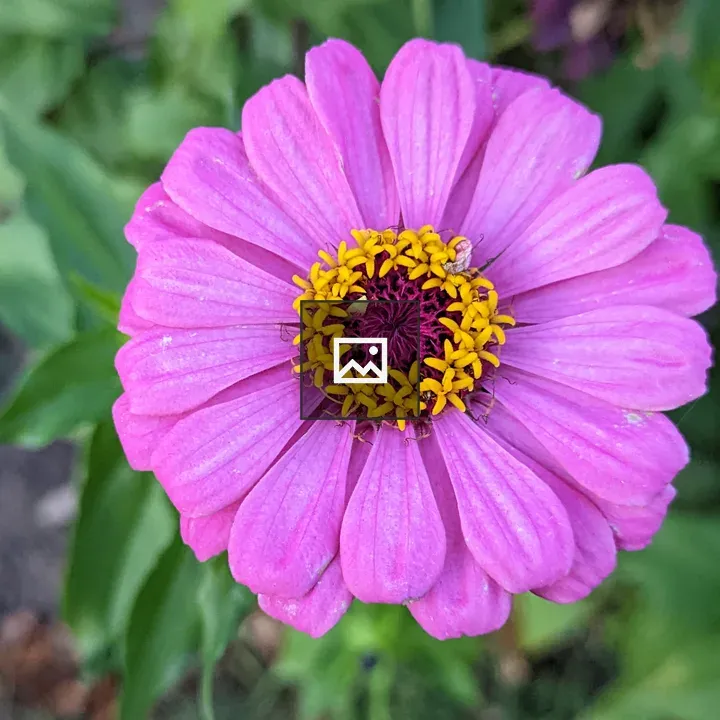 Circular pink flower