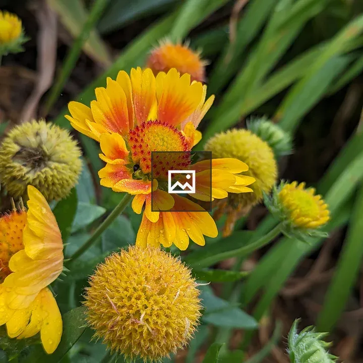 Yellow flower blooms and petals