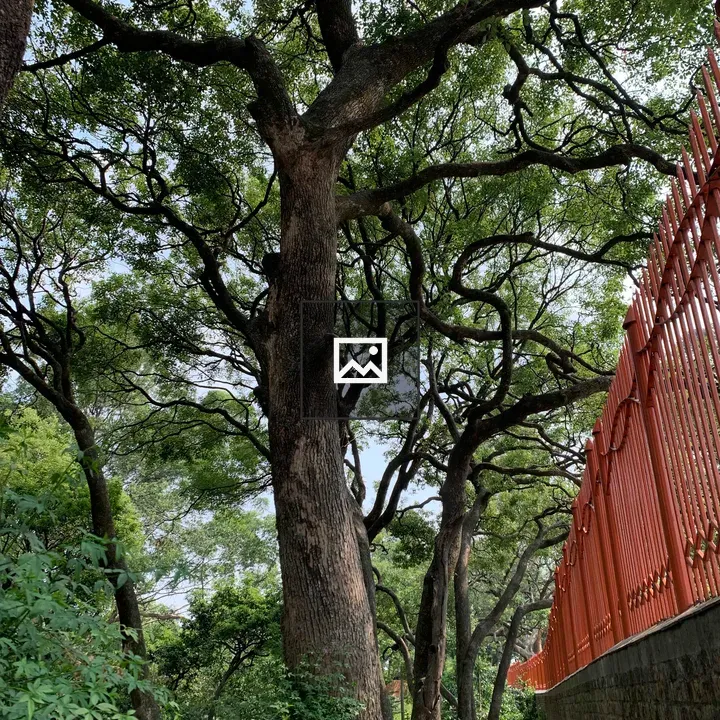 Huge tree beside wall and fence
