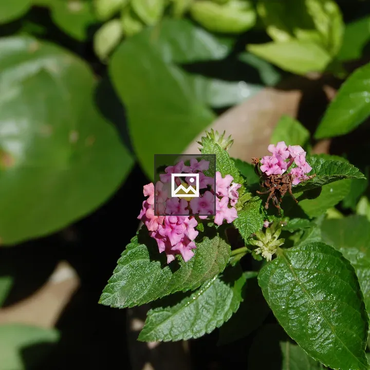 Lantana flower and leaf