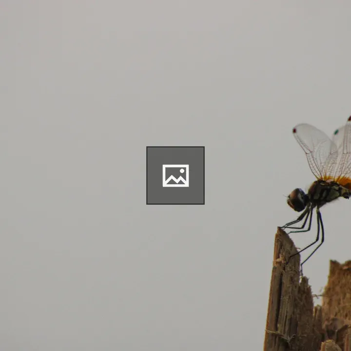 Long-legged marsh glider on a stick