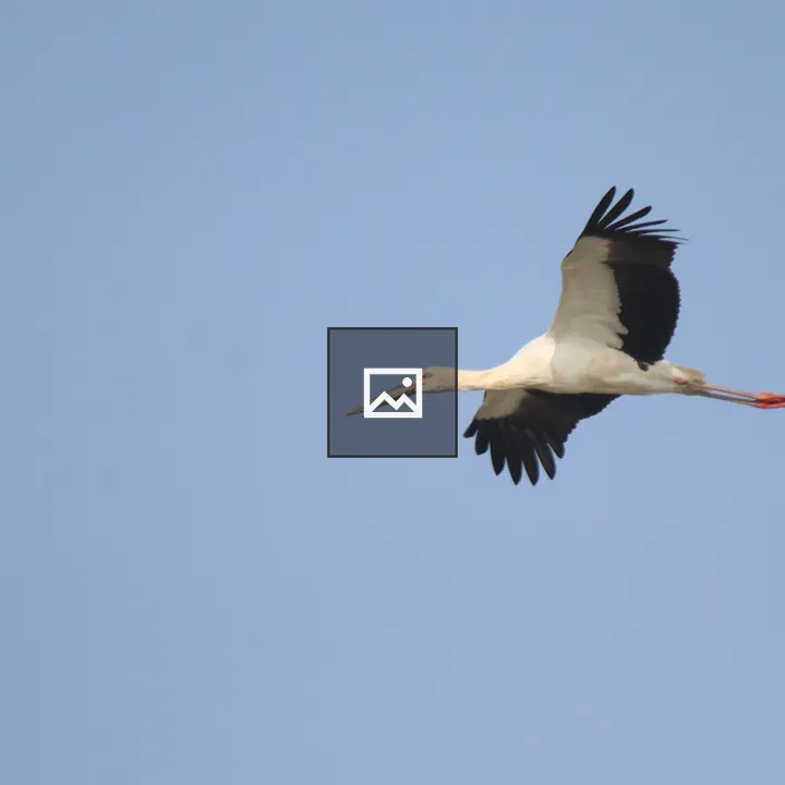 An Oriental Stork in Flight
