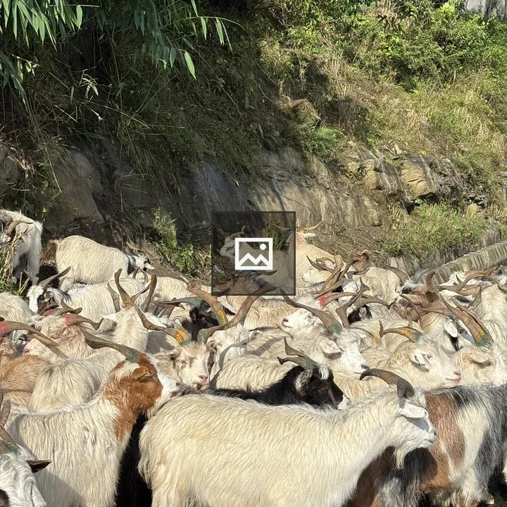 Herd of Chyangra Himalayan Goats