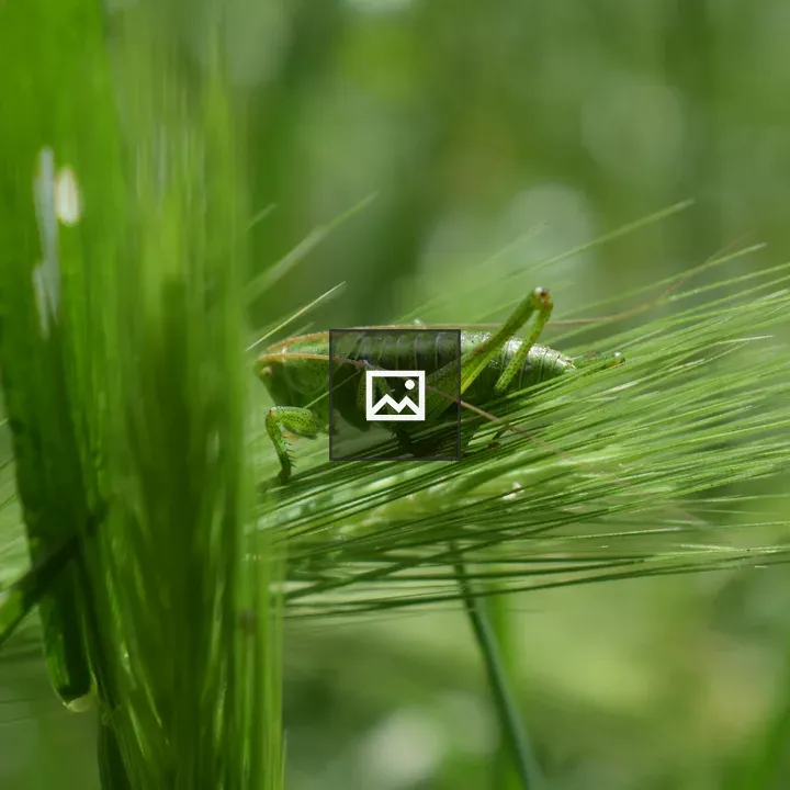 Grasshopper close-up